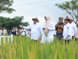 Luncurkan “Sunwangi” Banyuwangi: Beras Biofortifikasi Bernutrisi Tinggi Pertama Skala Industri di Indonesia